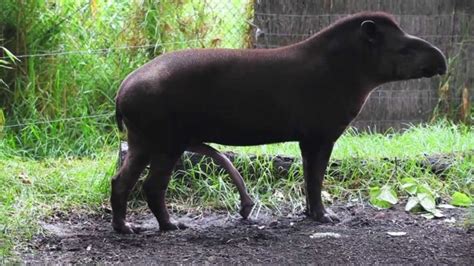 ¿Qué animal tiene el pene más grande del mundo y ...